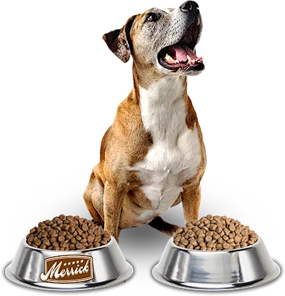 Liyang HY feed Granule Making machine For fish Small Electric Single Screw Floating fish feed pet food Extruder machine