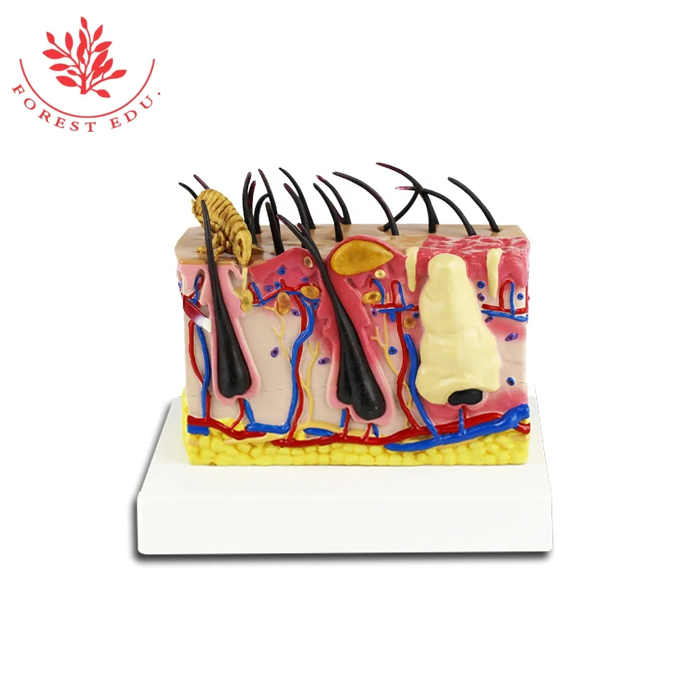 Canine Skin with Flea Bite anatomical model Canine Dog Skin Model