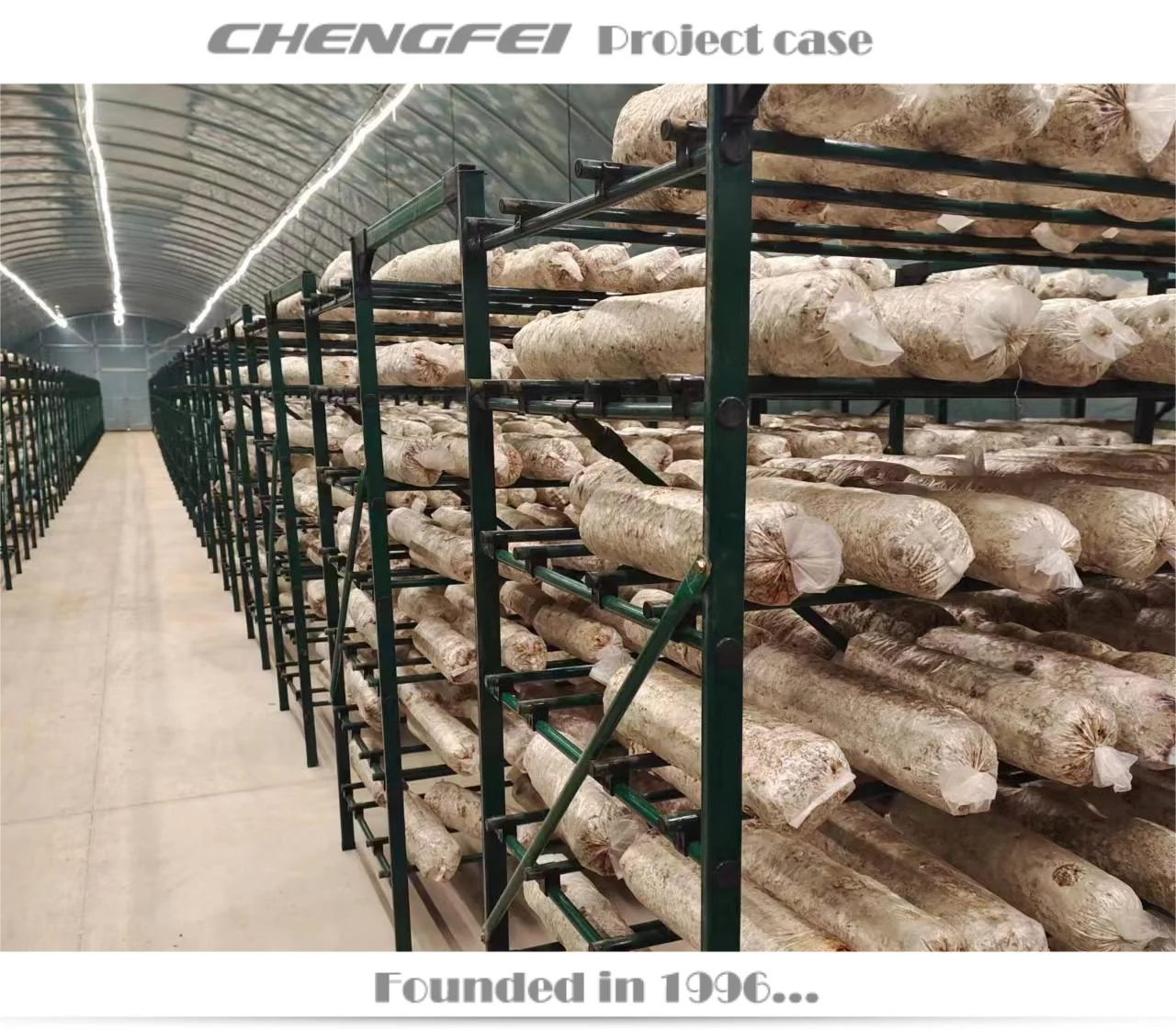 Black Fungus Mushroom Pleurotus Geesteranus Rack Shelf Frame For Greenhouse Use