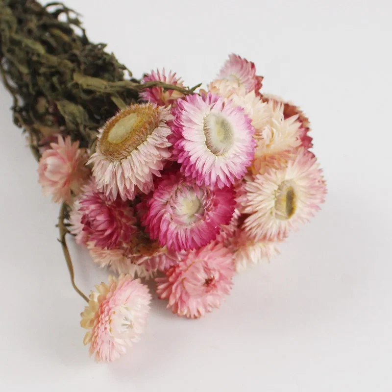 High quality dried strawflower flower for home decoration