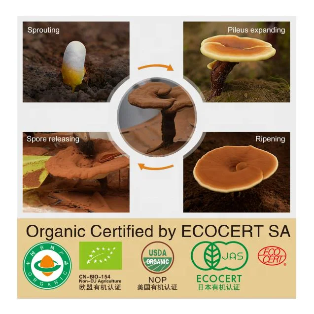 Экстракт Ganoderma Lucidum Reishi травяные детоксикационные добавки для похудения и потери веса зеленый кофе