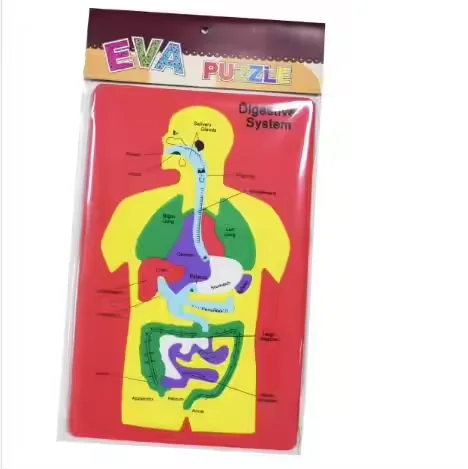 Custom EVA Human Organ Learning Puzzle Soft Rubber Digestive System Simulation Toy for Kids Learning