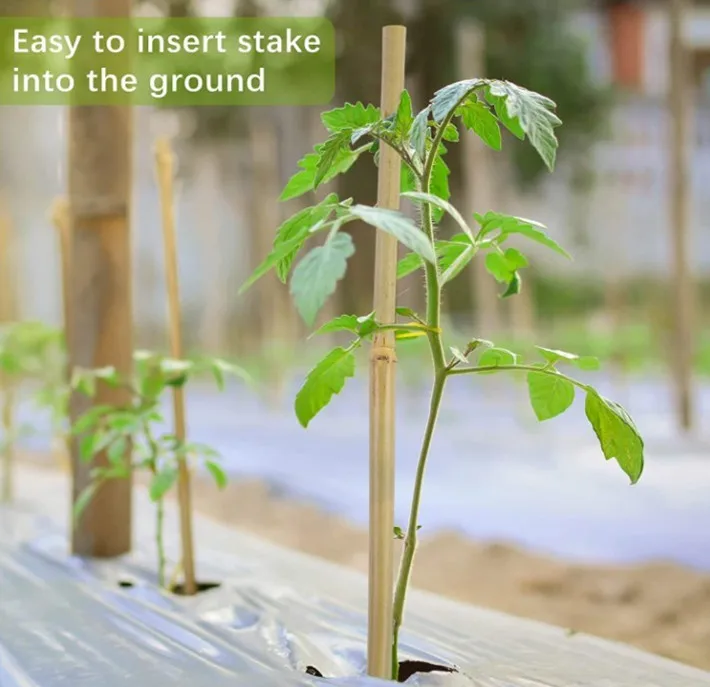 Tsinglee strong bamboo.JPG