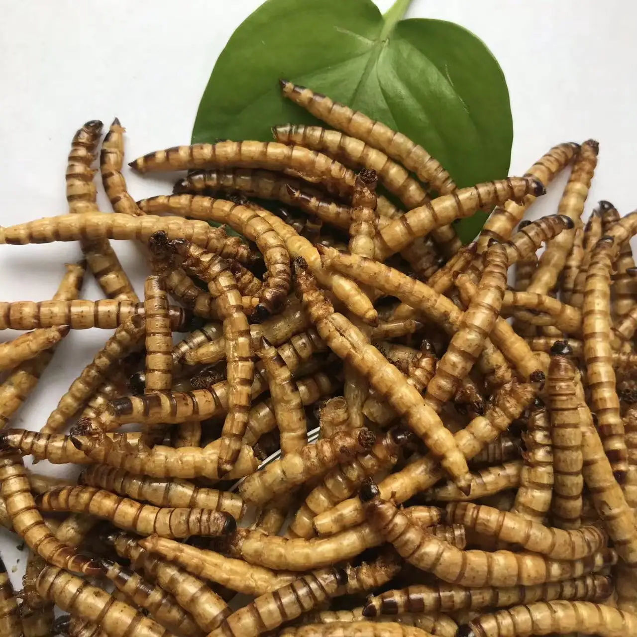 Съедобный суперчервь корм для домашних животных съедобные насекомые сушеный сухая Лига