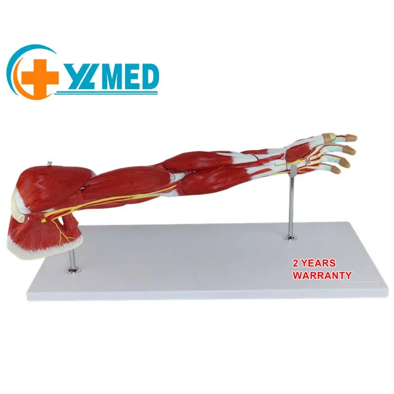 Медицинская обучающая человеческая мышца верхней конечности съемная модель бицепса анатомическая с сосудистым нервом человеческой