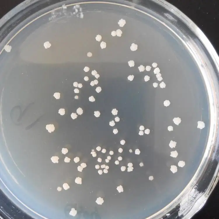 Bacillus amyloliquefaciens