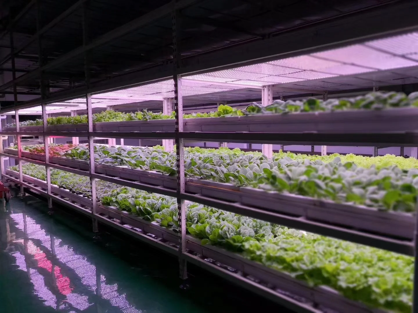 horticultureledchip03
