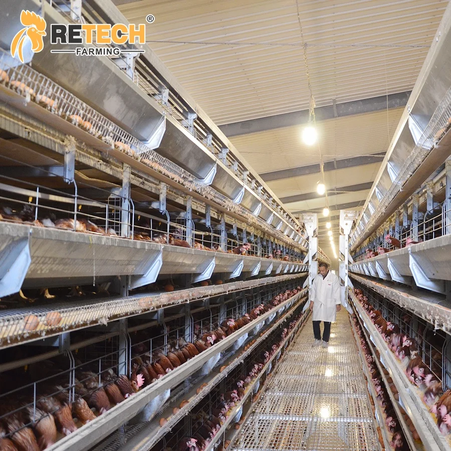 Poultry profession automatic chicken cage