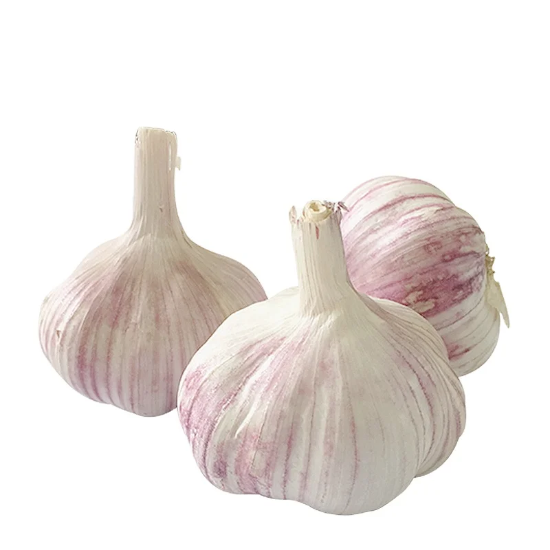 Garlic From China Fenduni Supply Fresh RED Garlic Normal White 5.5cm 10kg/carton for South Sudan/Mayotte