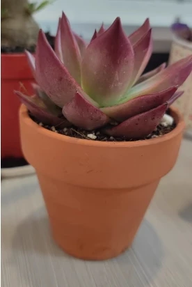 terracotta pot red pottery ceramic clay flower pot breathable tile succulent pot