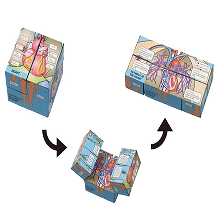 Hot Human Organs Anatomy Stem Early Education Toys Magic Cube for Kids