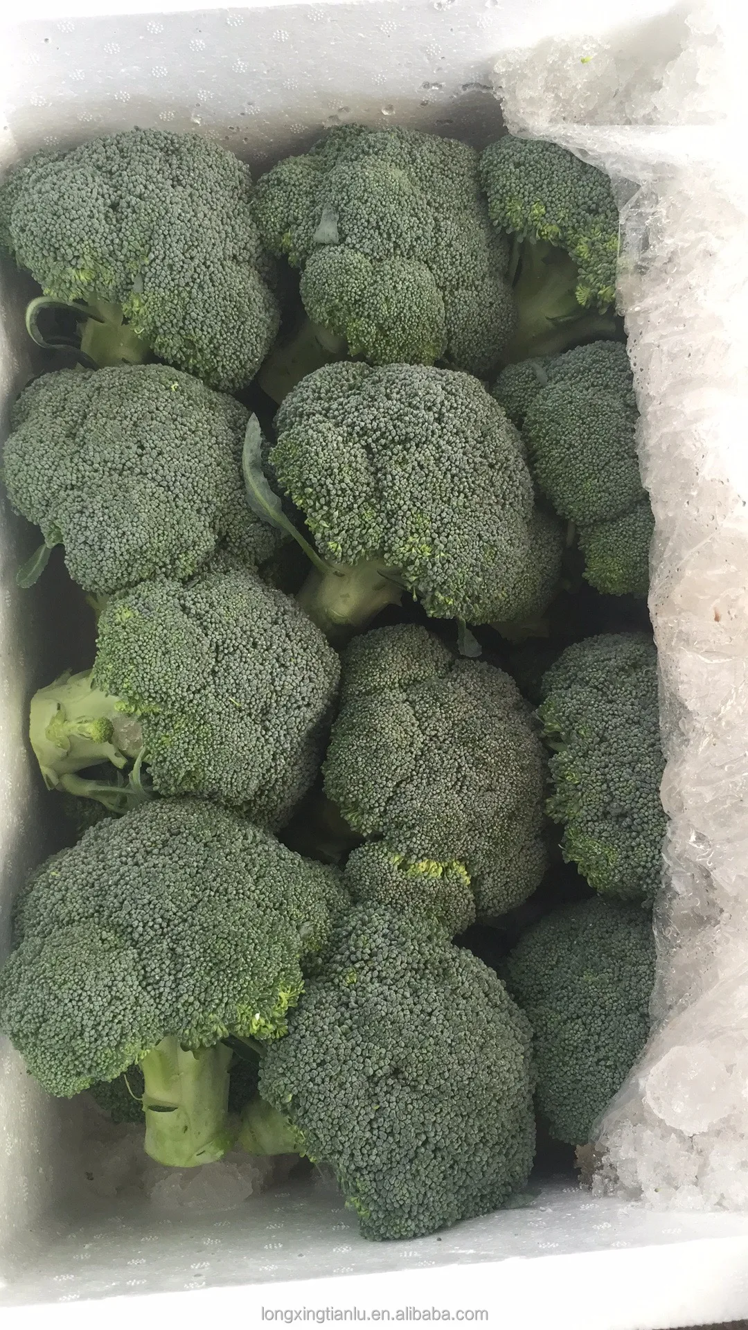 
Broccoli Green With Lower Price Direct sale In large quantities 