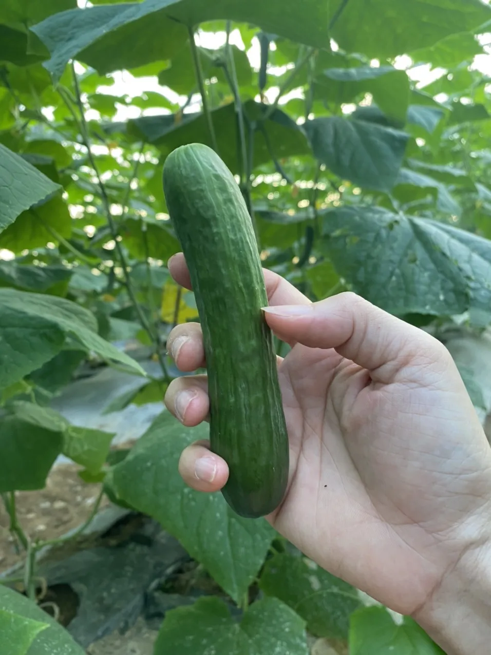
Standard Company Significant Good Fresh And Juicy Young Cucumber Products In Bulk Eco Friendly Farm Buy Now For Best Price 