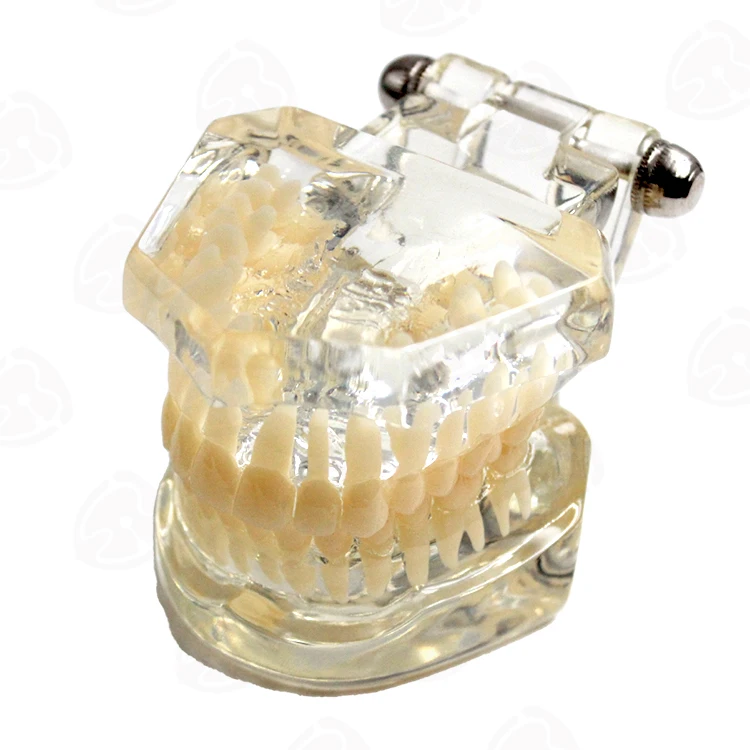 Medical science transparent dental teaching tooth model with nerves for medicine pathological tooth model