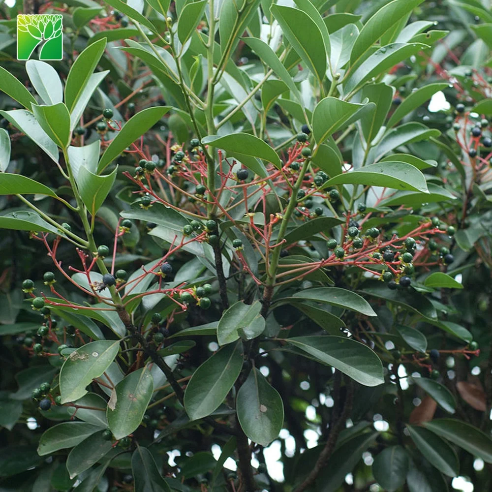  Низкая цена зеленый средний размер Syzygium buxifolium искусство в форме растений бонсай продажа