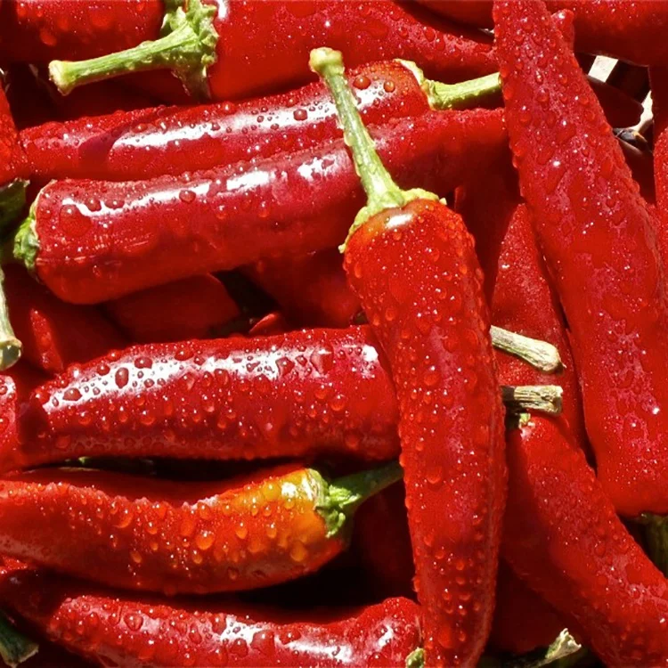 Guochen GC2030 Hot  promotion  fresh frozen  chili/pepper (stem/stemless)