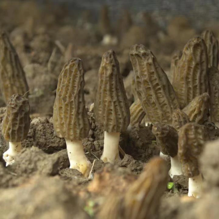 Добавка в грибы морели органические морчеллы морчелла