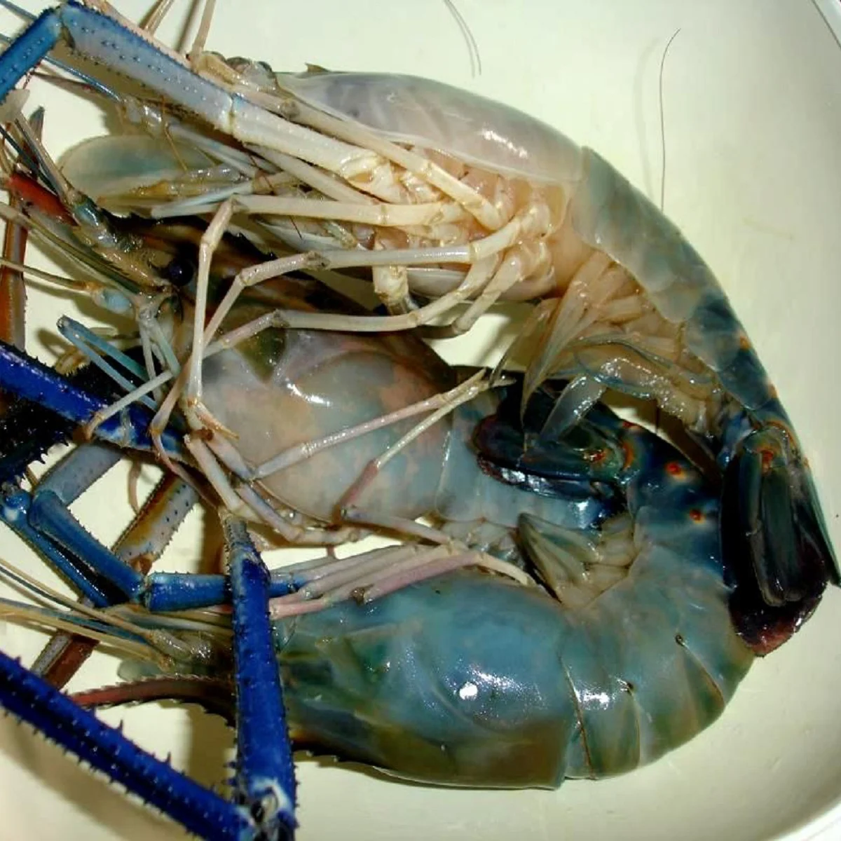 Premium quality frozen Shrimp in wholesale