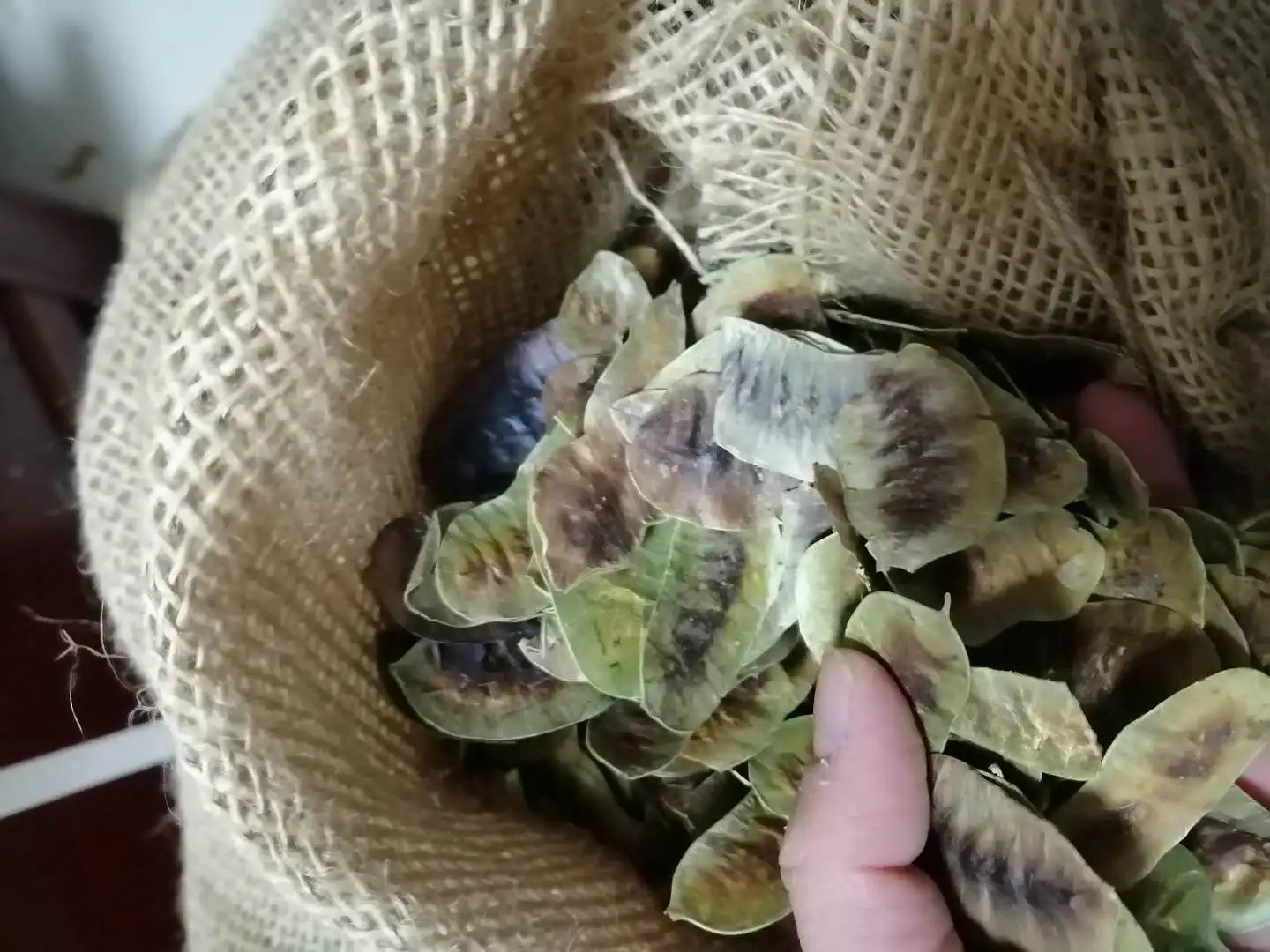 100% Natural Indian dry whole senna pod fruits whole dried senna pods