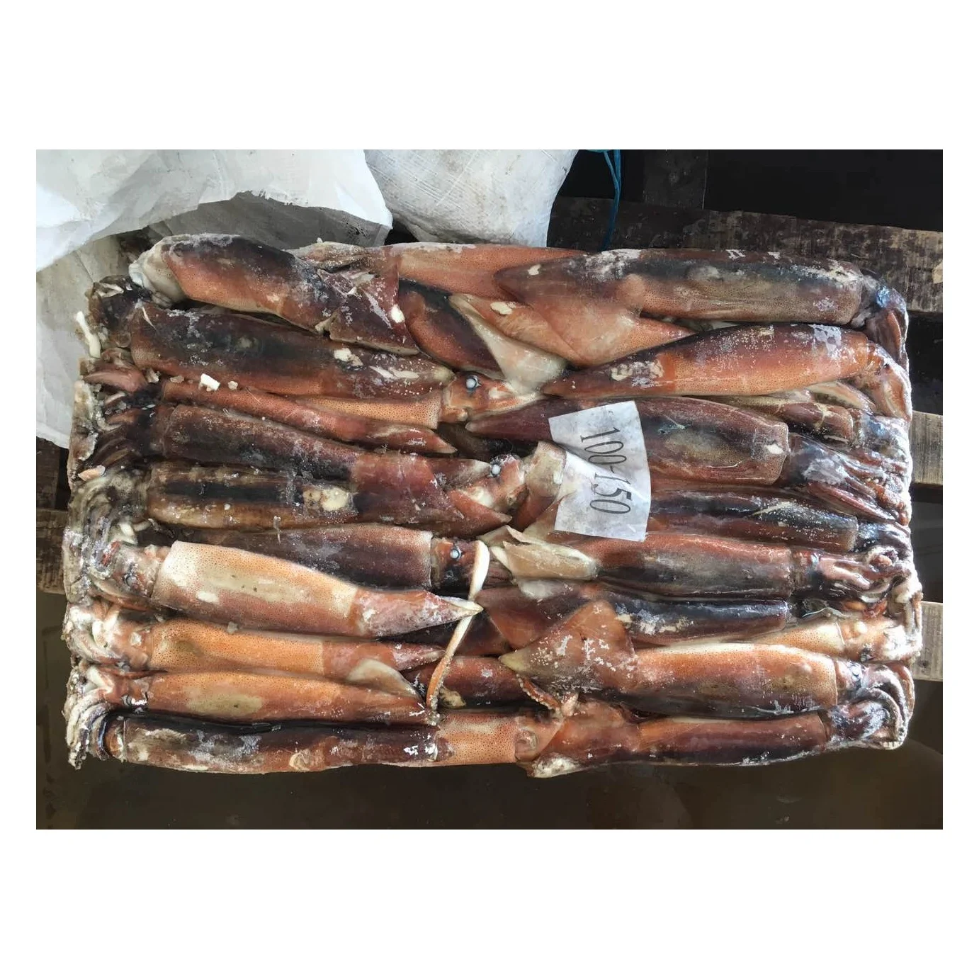 Wholesale BQF Seafood Frozen Illex Squid Good Price Whole Round Frozen Squid