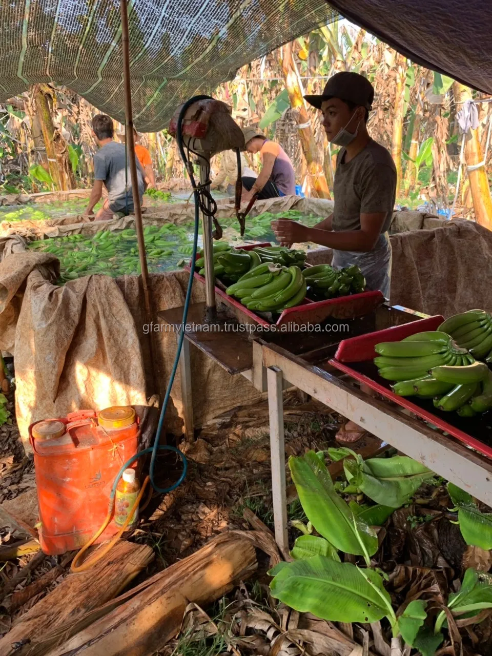 
2020 Premium banana cavendish for sale 