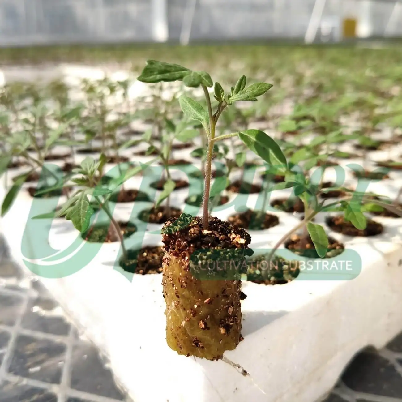 UPuper tower nft channel system lettuce vegetable seeds hydroponics tomato seedling sponge clone root grow plug