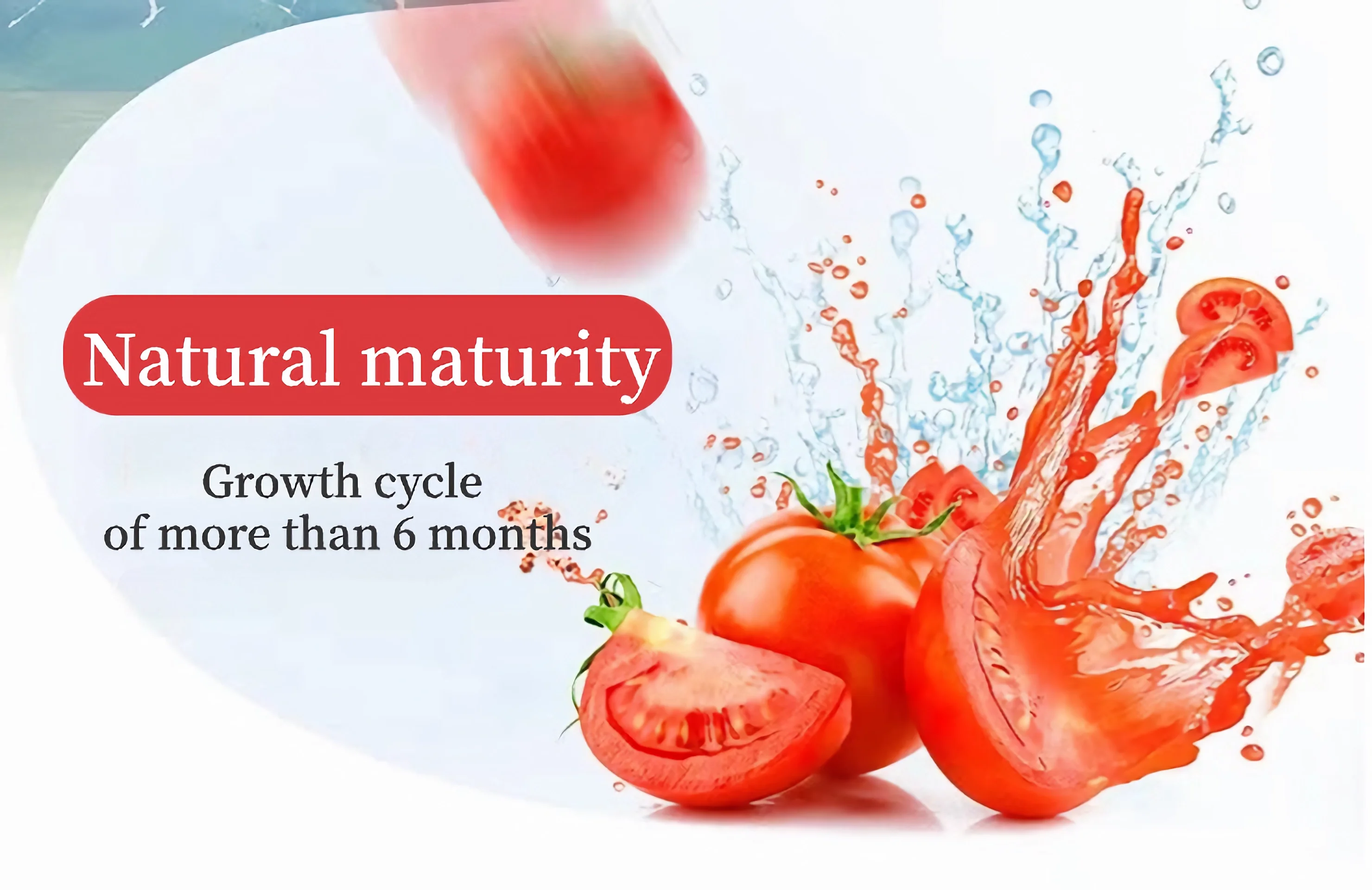 ketchup tomato paste Private Label Accepted Halal Wholesale Bulk Tomato Ketchup Sauce