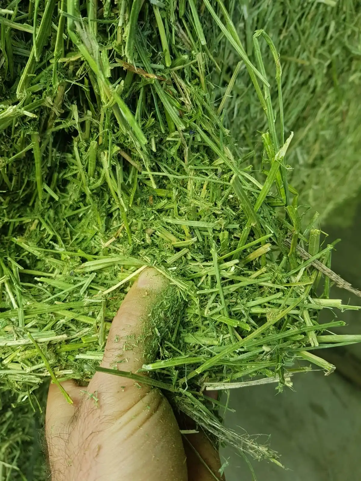  Альфальфа в больших тюках для кормления