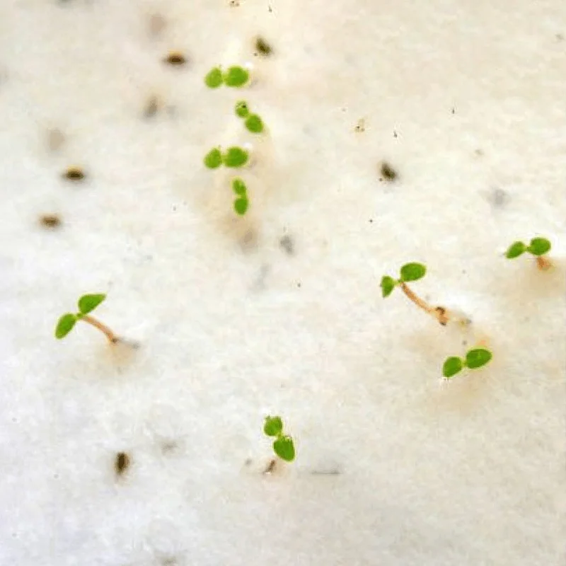 Рекламная бумага для семян на заказ Экологически чистая размером с логотип