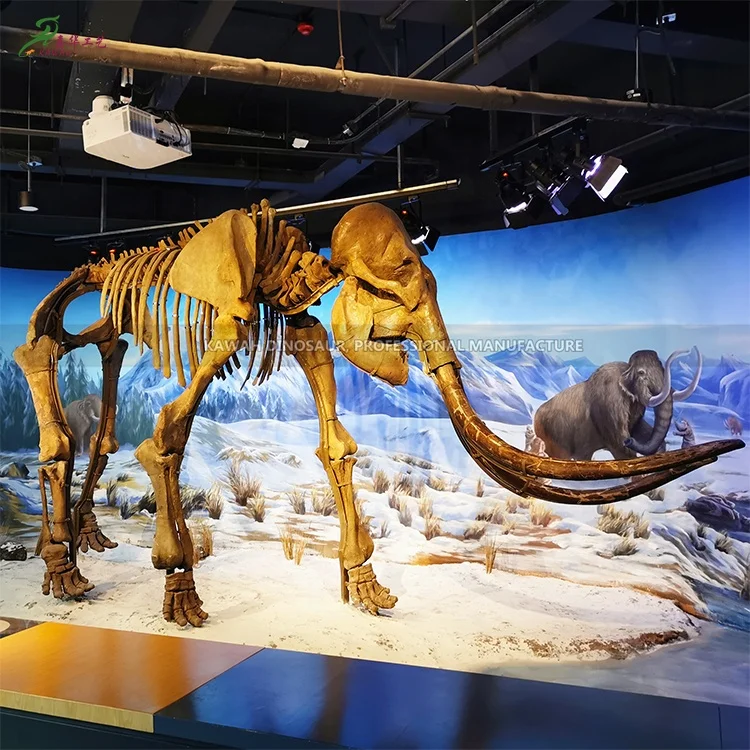 Life Size Amusement Park Equipment Dinosaur Skeleton Replicas for Science