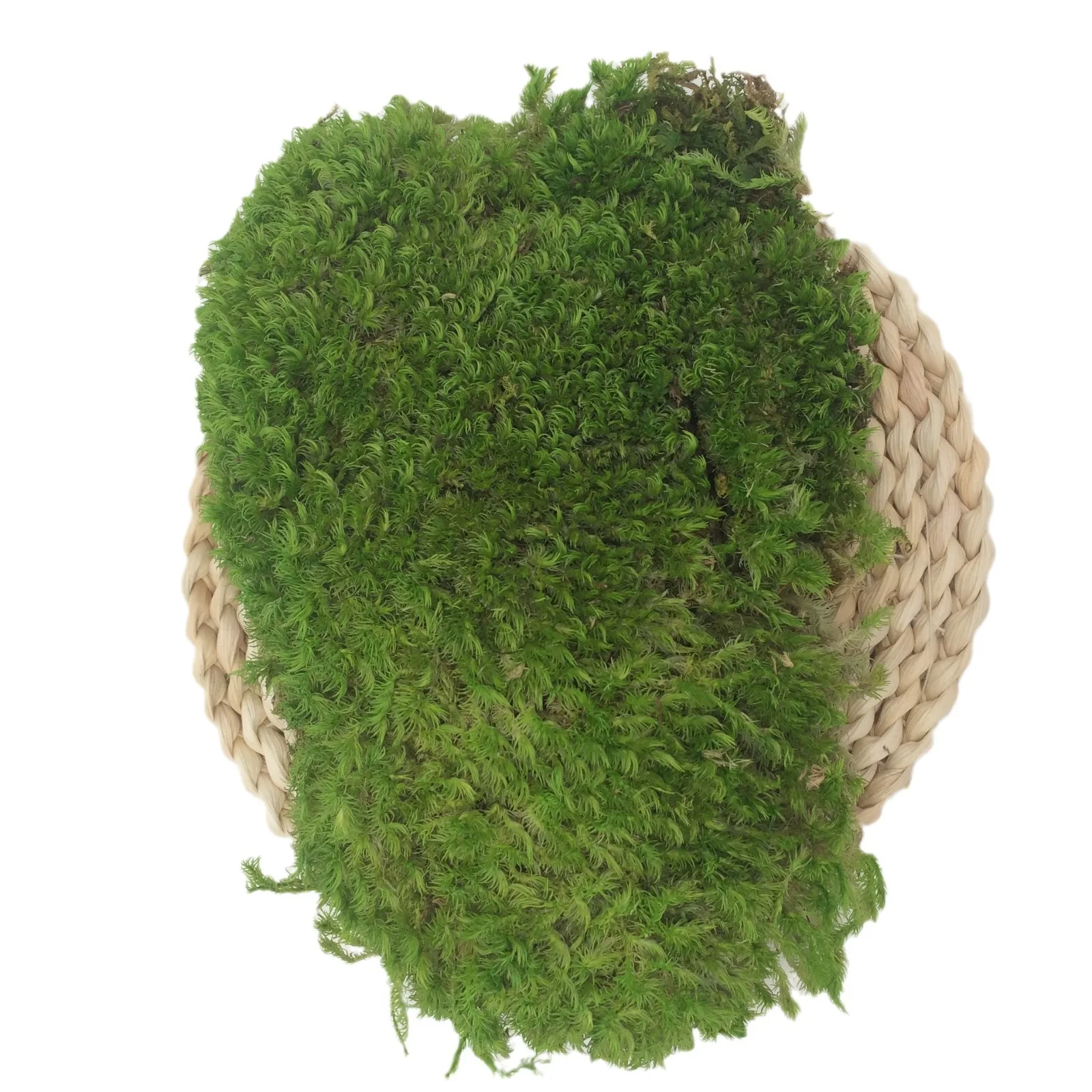Высокое качество офисный дом украшение стены полюс булочка Leucobryum Glaucum консервированный мох