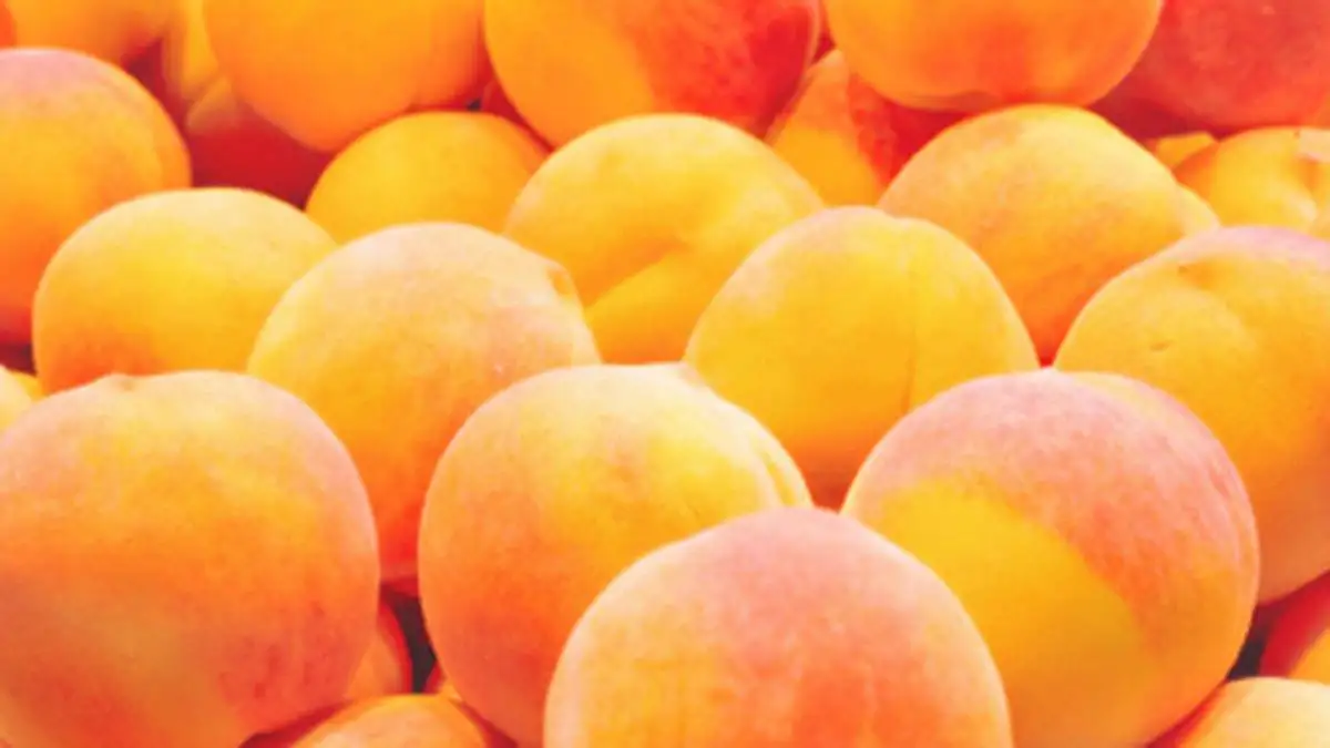 
High quality delicious 100% natural stone fruit class A yellow New Zealand fresh apricots 