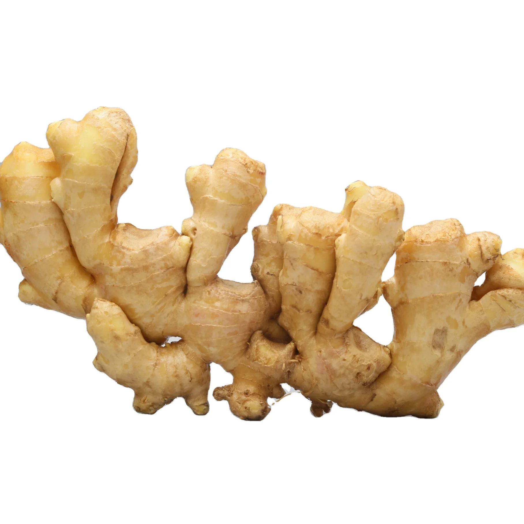 Optimum top quality fresh ginger /air dry ginger hot sales factory price supplier price