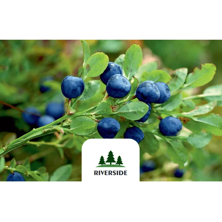 Eco-Friendly Plastic Trays GOST Standard Prepackage Fresh / Frozen Tasty And Enriched Huckleberry Berries