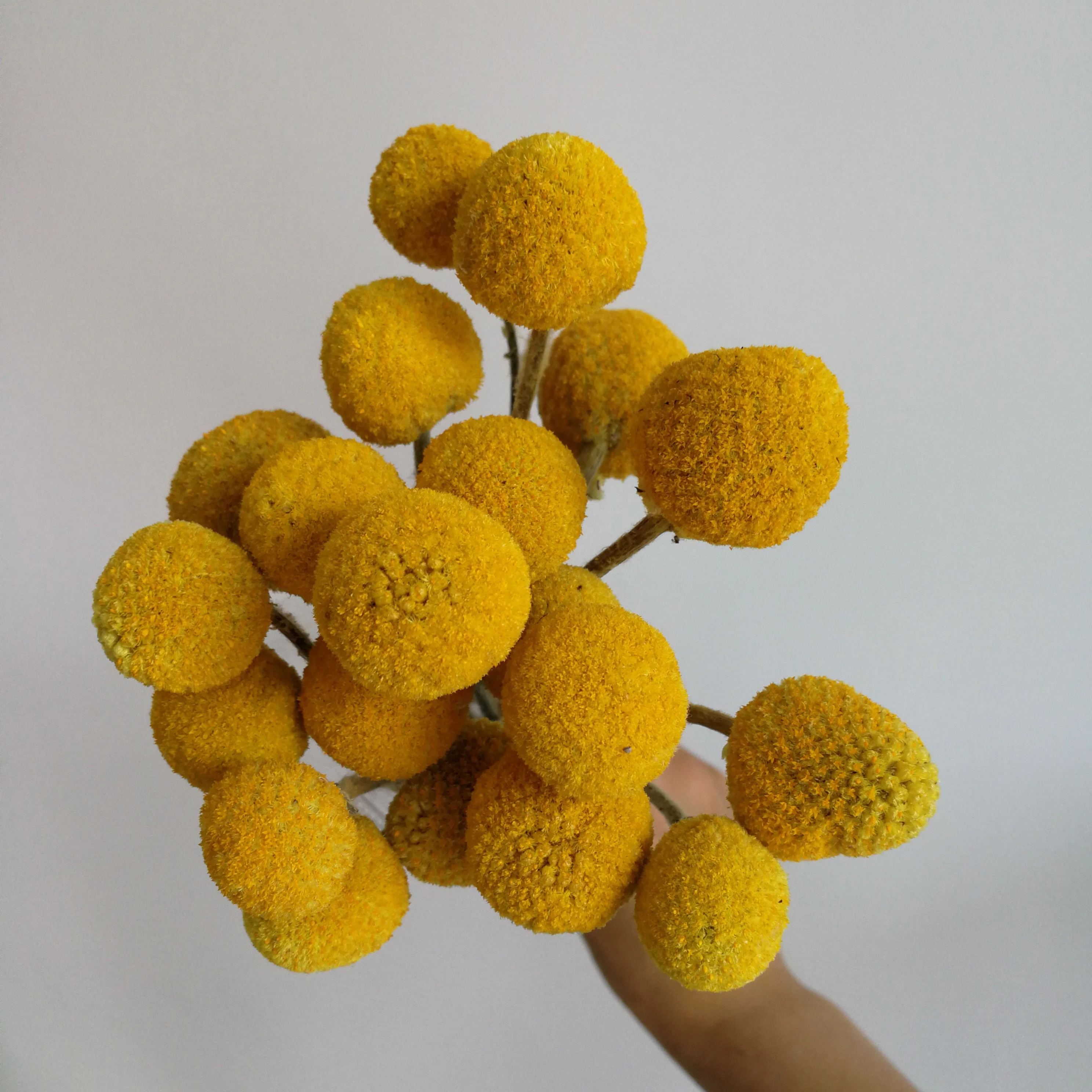 Natural Caspedia flower dry golden billy ball bunch for decorative flower
