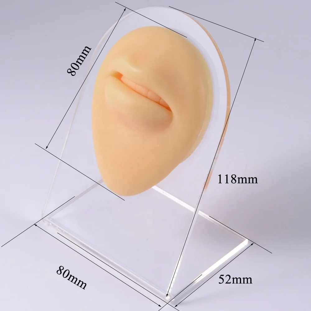 Silicone Model Mouth Teeth Tongue Model  with Acrylic Stand  Puncture Practice Tool  for Piercing Jewelry  Display  Wholesale