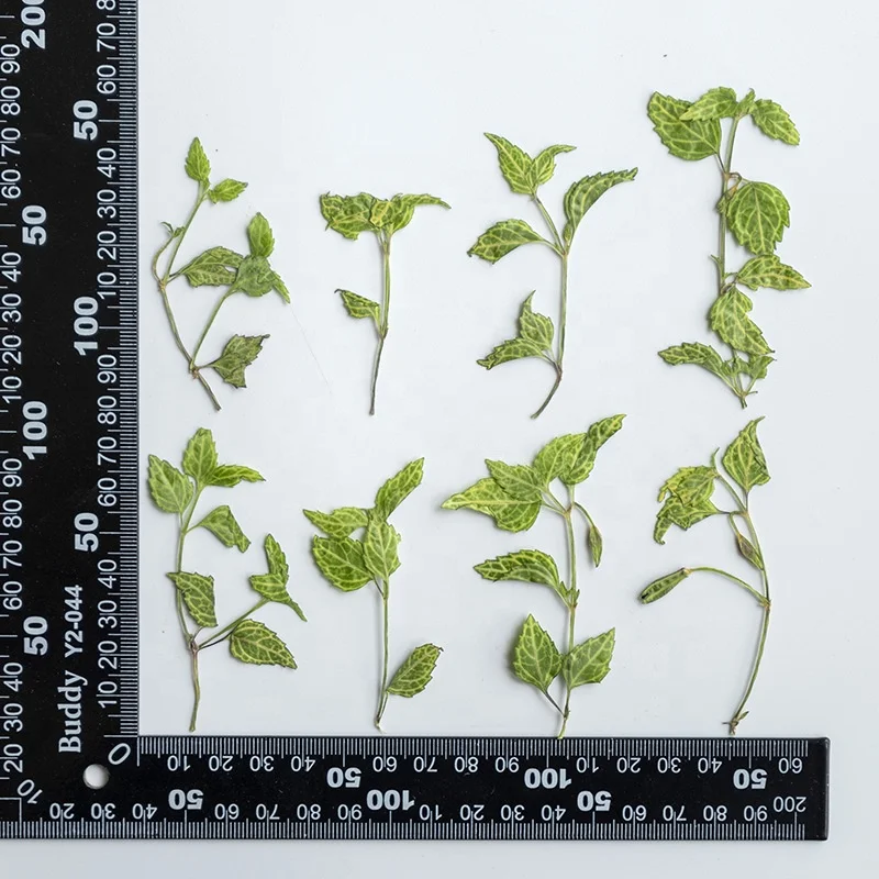 Butterfly Lotus Leaf Scrapbooking Epoxy Resin Natural Plant Eco-friendly Real Pressed Flower