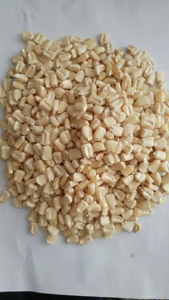 QUALITY NON GMO WHITE MAIZE