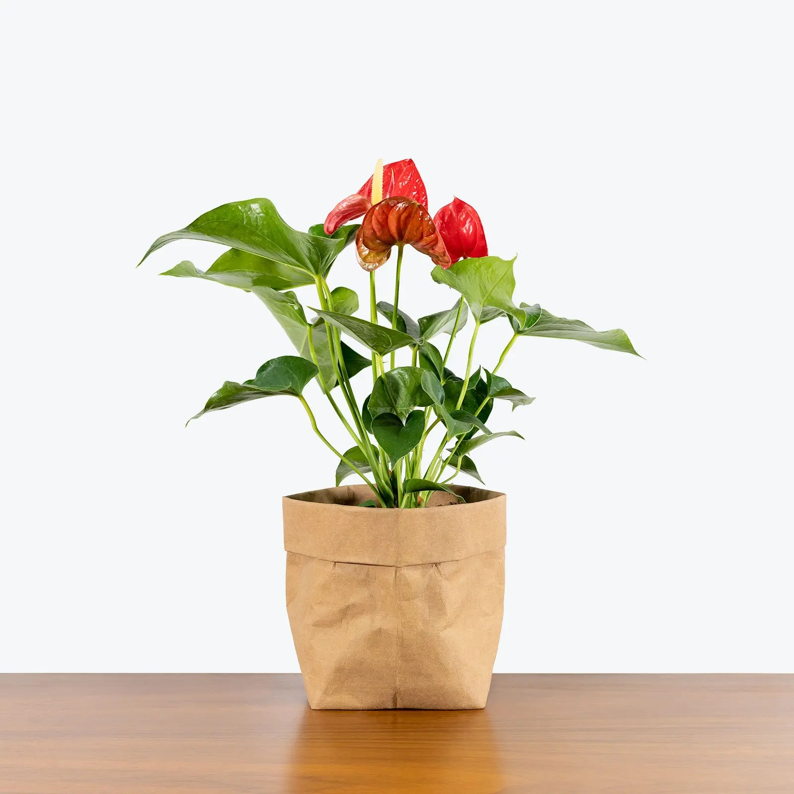 Plant farm tropical foliage natural Anthurium or the Tail Flower Flamingo Laceleaf plants for home