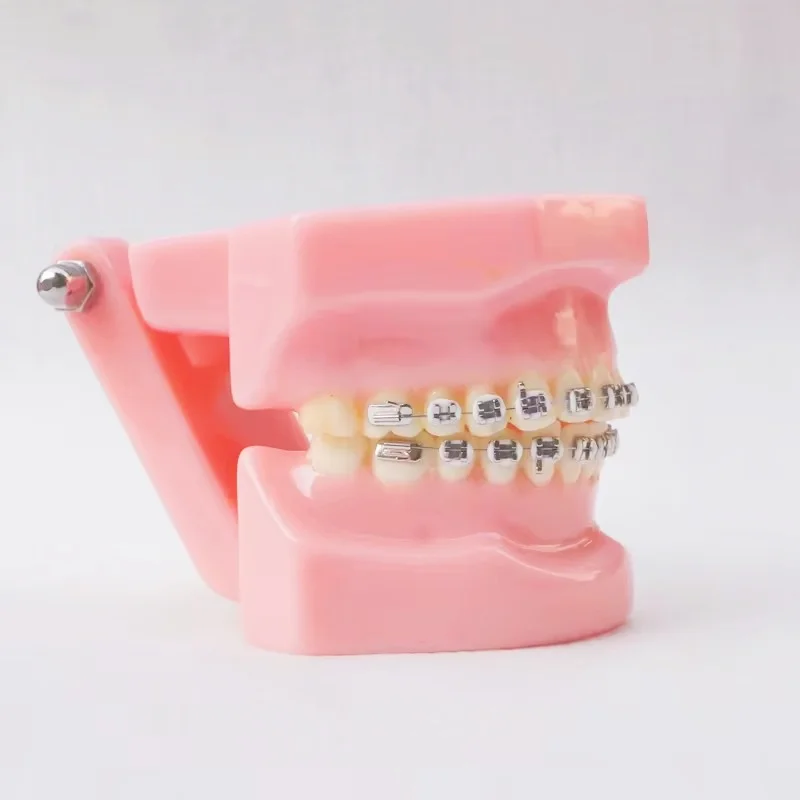 Dental typedont teeth model for preparation dental student teeth models dental factory orthodontic practice model