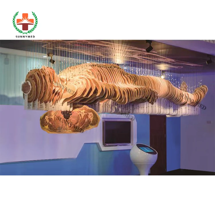SY-YU01 human 3D anatomy virtual system School Digital Human Body Anatomy System