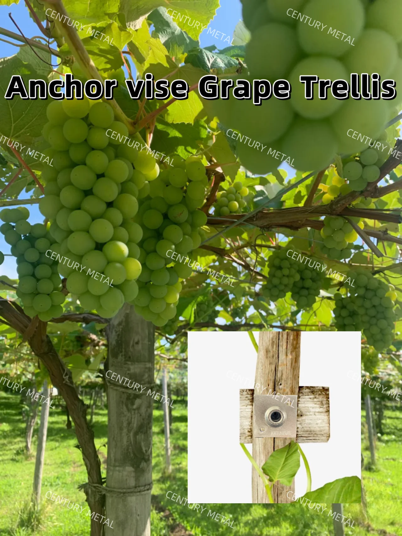 Automatic Multifunctional Anchor Vise Grape Trellis For Grapery and Garden Fence