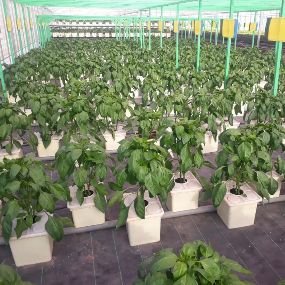 Plastic hydroponics dutch bucket or bato bucket system