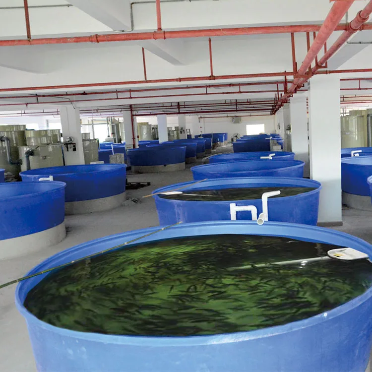 Wholesale price OEM factory customized durable indoor tilapia ras recirculating aquaculture system