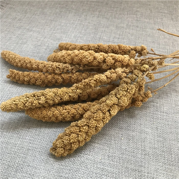 
gu sui bulk new harvest millet yellow bird food seed yellow millets seeds icker for birds 
