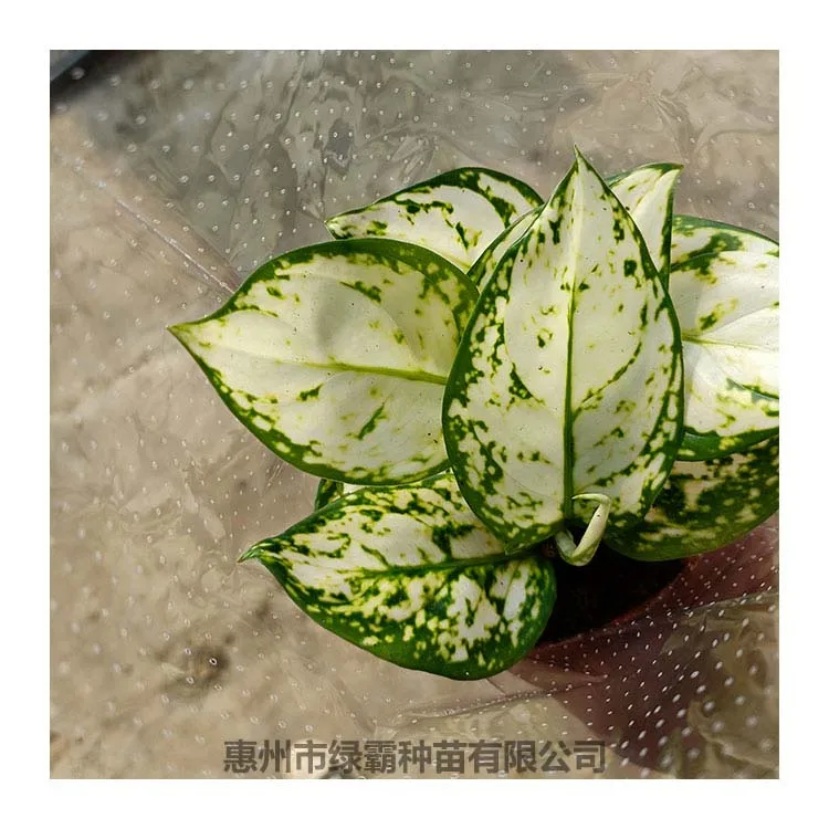 Popular Chinese Evergreen plant white Aglaonema  artificial plant bonsai