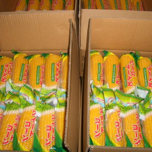 SWEET CORN COB, 5 COBS,