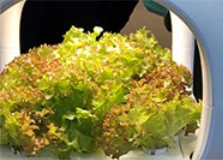  Комнатная кухонная гидропонная система выращивания овощей