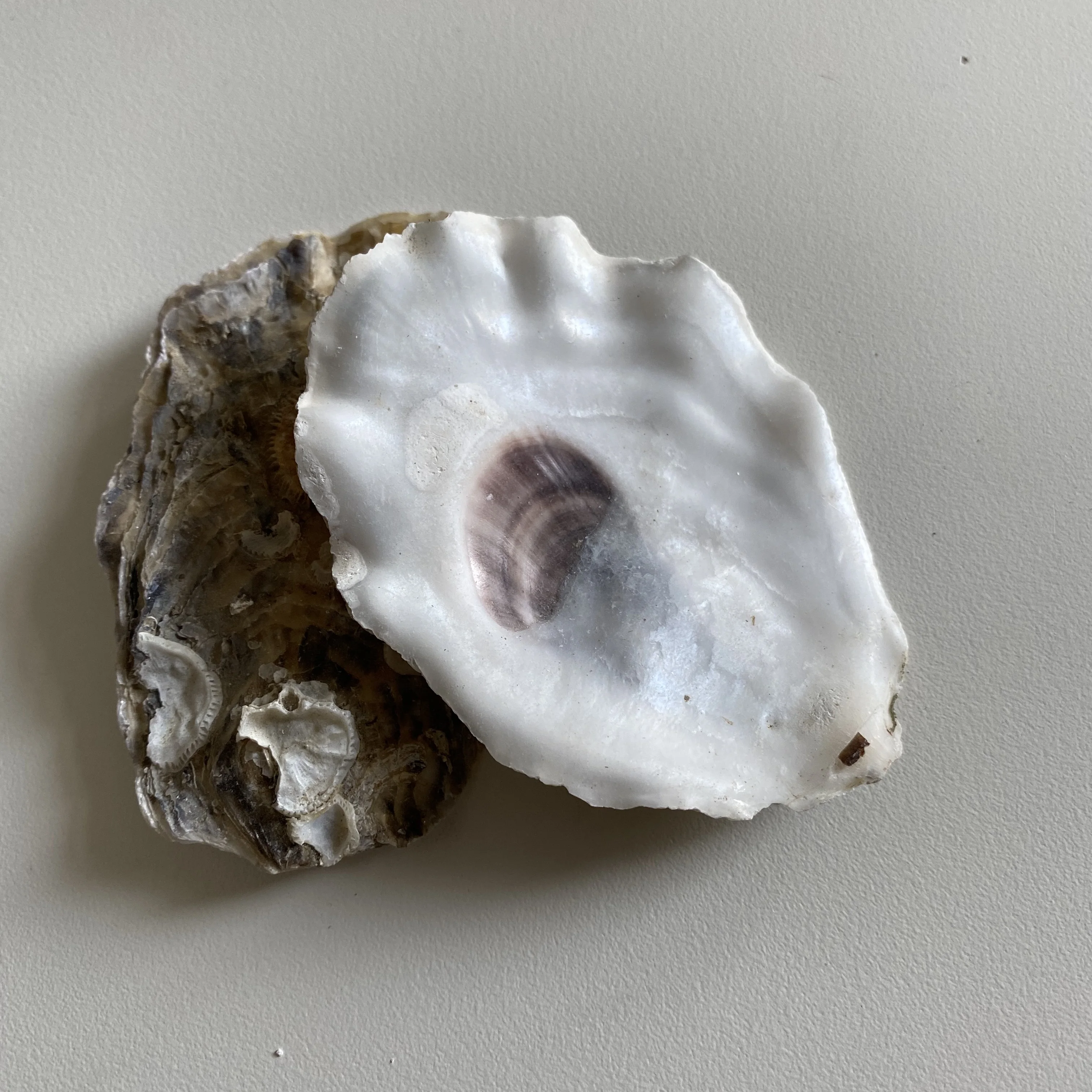 Ракушки, ракушки, ракушки, Устрица, порошок