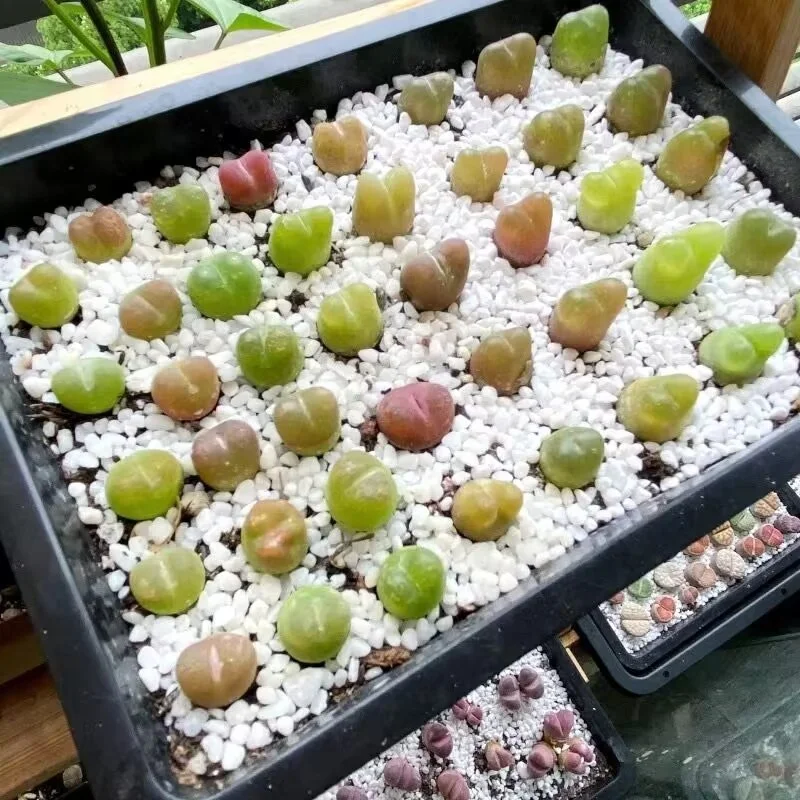 Plastic Flat Nursery vegetable Seed Tray Micro green Seedling start Trays